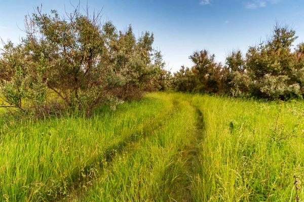 Auto voetafdrukken op hoog groen gras met blauwe lucht Rechtenvrije Stockfoto's