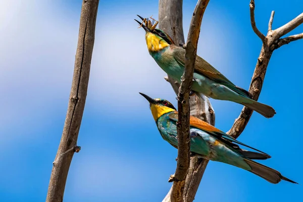 Close up de duas aves europeias comedoras de abelhas que comem insetos. — Fotografia de Stock