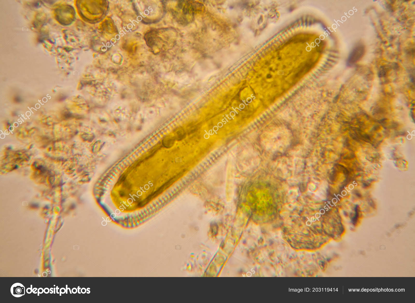 Diatom Algae