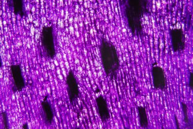     Lale kök hücreler, mikroskop 