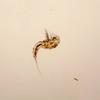 Taze su birikintisi su planktonları ve yosun, mikroskop. Copepod
