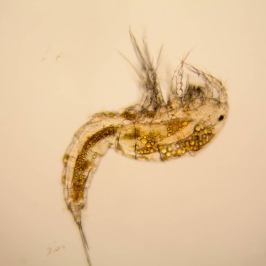 Taze su birikintisi su planktonları ve yosun, mikroskop. Copepod 