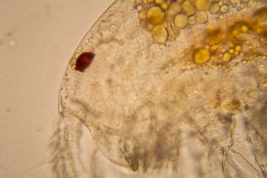 Taze su birikintisi su planktonları ve yosun, mikroskop. Copepod ayrıntıları 