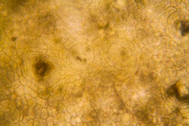 soğan kök hücreleri mikroskop 