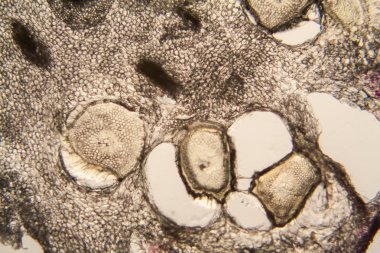 soğan kök hücreleri mikroskop 