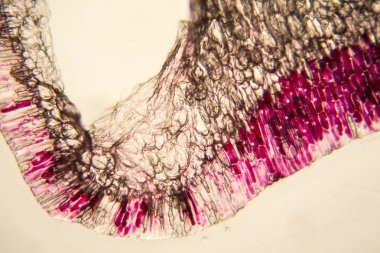 Soğan hücreleri mikroskop 