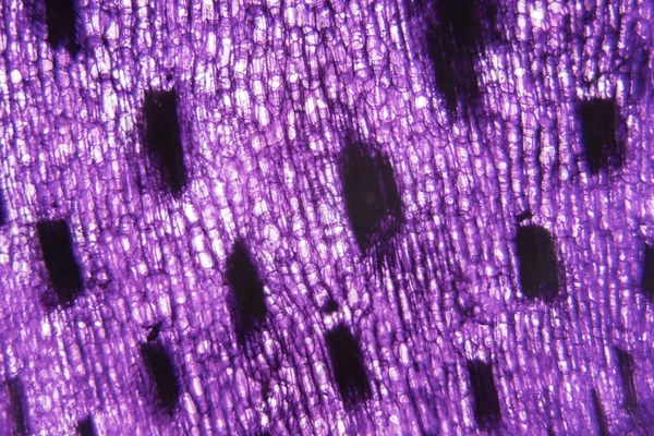 チューリップ幹細胞顕微鏡 — ストック写真