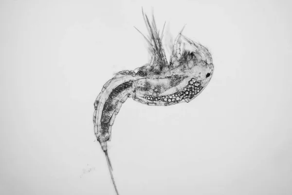 Fresh Pond Water Plankton Algae Microscope Copepod — Stock Photo, Image