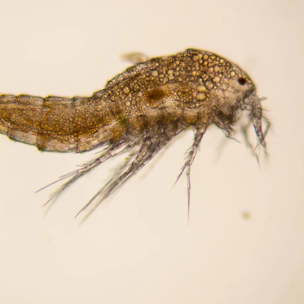 Taze su birikintisi su planktonları ve yosun, mikroskop. Copepod 