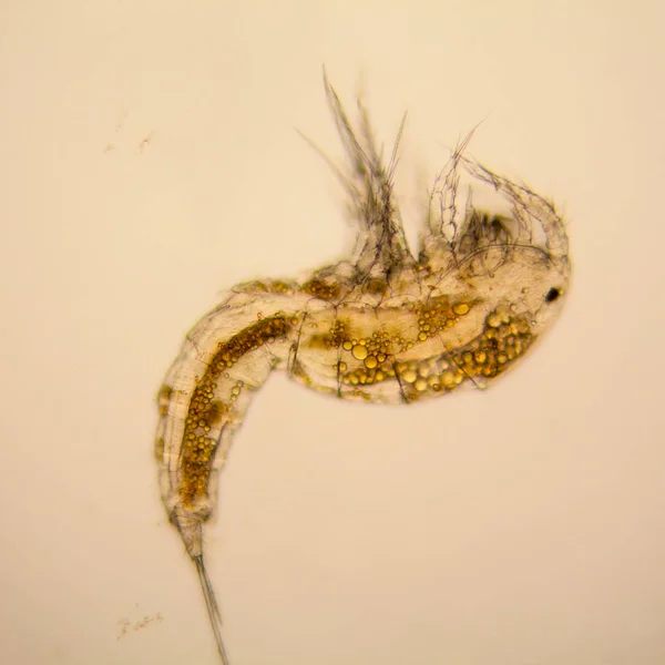 Čerstvé Rybníka Vodní Plankton Řasy Mikroskopu Copepod — Stock fotografie