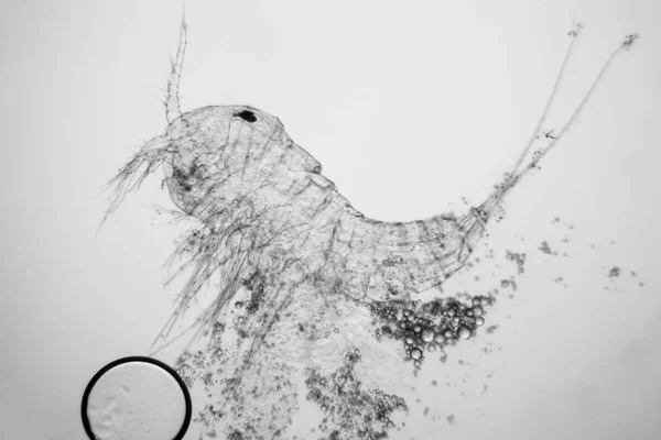 Plancton Eau Douce Étang Algues Microscope Copépode Mort — Photo