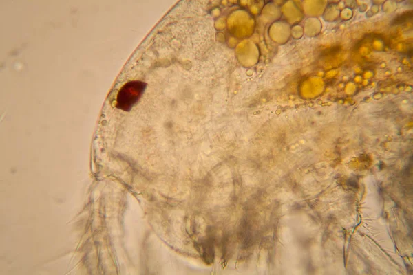 淡水池塘水浮游生物和藻类在显微镜下 桡足类详细信息 — 图库照片