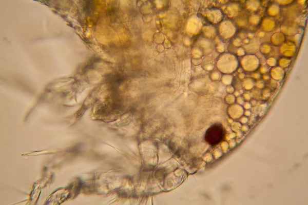 Taze su birikintisi su planktonları ve yosun, mikroskop. Copepod ayrıntıları 
