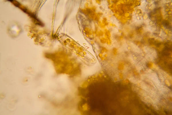 Свіжий Планктон Води Ставку Водорості Мікроскопі Діатоми — стокове фото