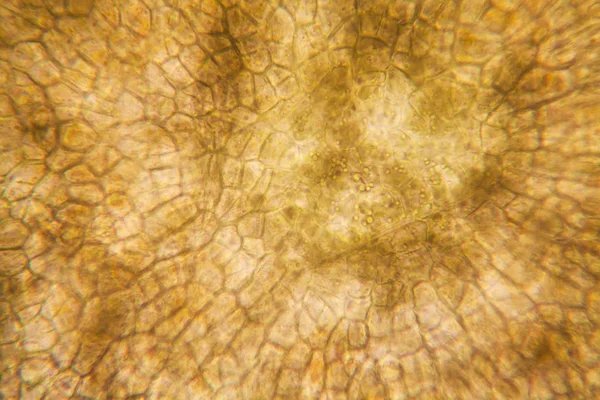 Células Radiculares Cebolla Microscopio — Foto de Stock