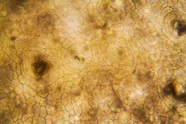 Zwiebelwurzelzellen Unter Dem Mikroskop — Stockfoto