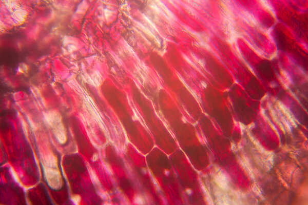 Onion cells at the microscope 