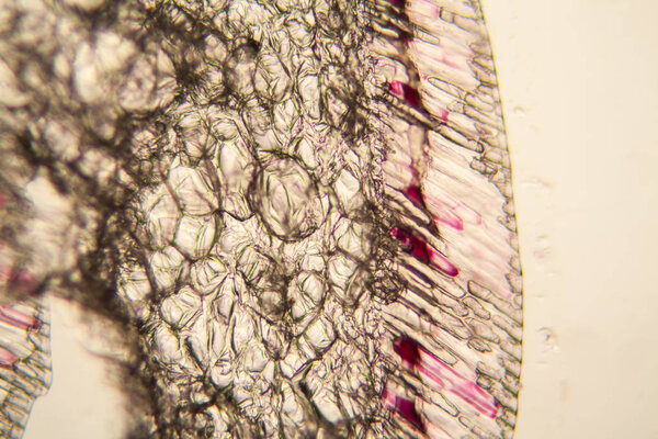 Onion cells at the microscope 