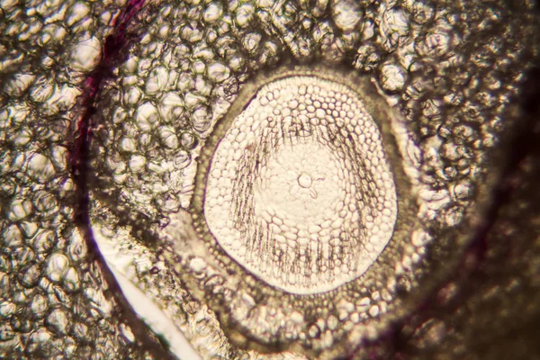 显微镜下的洋葱根细胞 — 图库照片