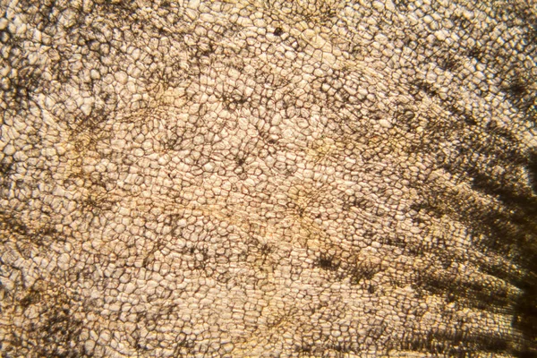 Cibule Kořenové Buňky Mikroskopu — Stock fotografie