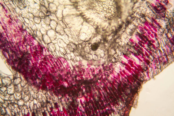 Onion cells at the microscope 