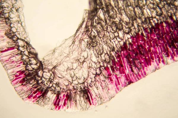 Soğan hücreleri mikroskop 