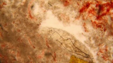 Drosophila Melanogaster larvalar mikroskop 