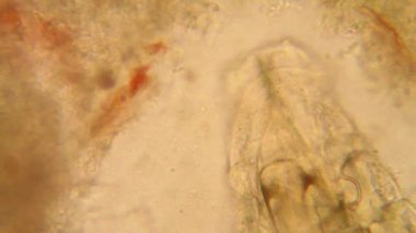 Drosophila Melanogaster larvalar mikroskop 