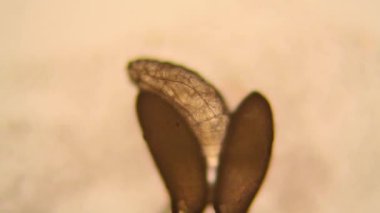 Drosophila Melanogaster larvalar mikroskop 