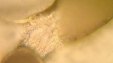 Drosophila Melanogaster larvalar mikroskop 