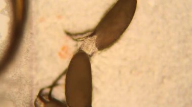 Drosophila Melanogaster larvalar mikroskop 