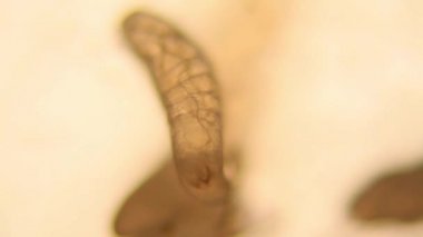 Drosophila Melanogaster larvalar mikroskop 