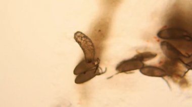 Drosophila Melanogaster larvalar mikroskop 