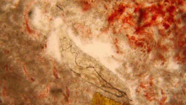 Drosophila Melanogaster Larvae Microscope — Stock Video