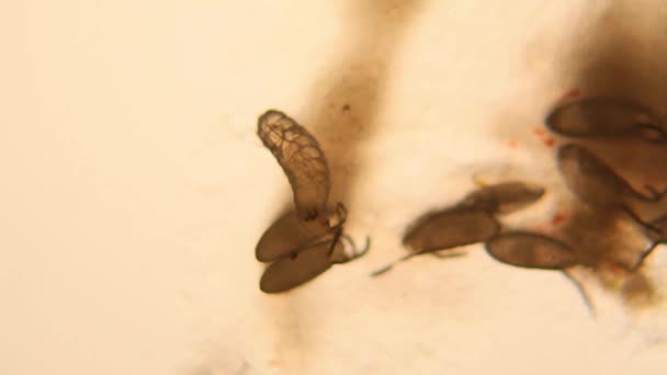 顕微鏡でショウジョウバエ キイロショウジョウバエ幼虫 — ストック動画
