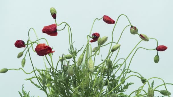 Poppies Blooming Time Lapse — Stock Video