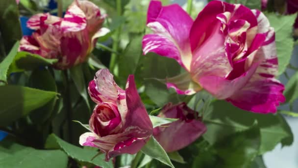 Floraison Des Roses Laps Temps — Video