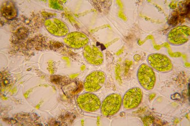 Fresh pond water plankton and algae at the microscope. Spirogyra clipart