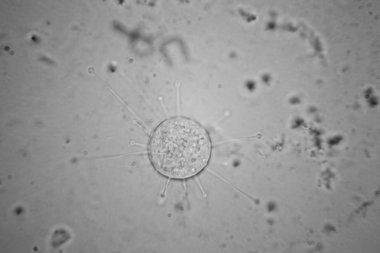 Taze su birikintisi su planktonları ve yosun, mikroskop