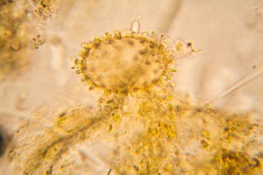 Taze su birikintisi su planktonları ve yosun, mikroskop