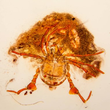 Taze su birikintisi su planktonları ve yosun, mikroskop. Gölet akar