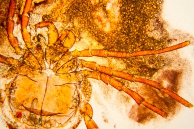 Taze su birikintisi su planktonları ve yosun, mikroskop. Gölet akar