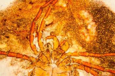 Taze su birikintisi su planktonları ve yosun, mikroskop. Gölet akar, vücut parçaları