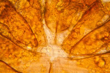 Taze su birikintisi su planktonları ve yosun, mikroskop. Gölet akar, vücut parçaları