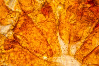 Taze su birikintisi su planktonları ve yosun, mikroskop. Gölet akar, vücut parçaları