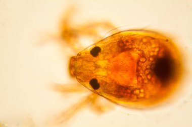 Taze su birikintisi su planktonları ve yosun, mikroskop. Gölet akar