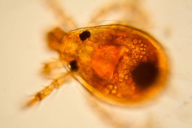 Taze su birikintisi su planktonları ve yosun, mikroskop. Gölet akar