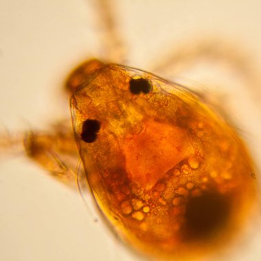 Taze su birikintisi su planktonları ve yosun, mikroskop. Gölet akar