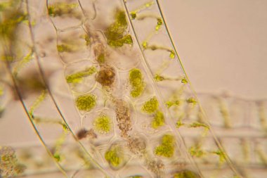 Taze su birikintisi su planktonları ve yosun, mikroskop. Spirogyra