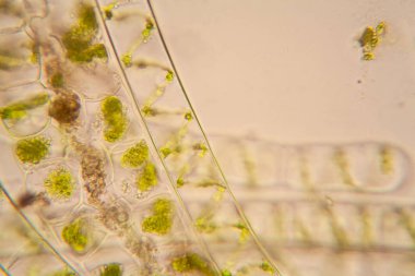 Taze su birikintisi su planktonları ve yosun, mikroskop. Spirogyra